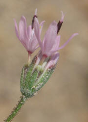 Small Palafoxia, Palafoxia callosa (14)