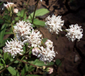 Small Palafoxia, Palafoxia callosa (2)