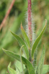 Velvetweed, Gaura mollis, Oenothera curtiflora (18)