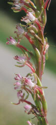Velvetweed, Gaura mollis, Oenothera curtiflora (7)