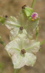 White Four O'clock Mirabilis albida, A (1)