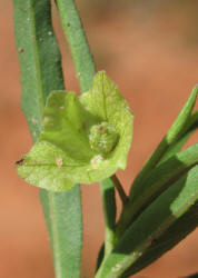 White Four O'clock Mirabilis albida, B (3)