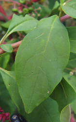 American Pokeweed, Phytolacca americana (1)