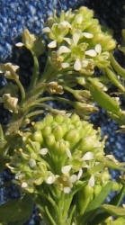 Field Pepperweed, Lepidium campestre (1)
