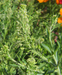  Pepperweed, Lepidium campestre (2)