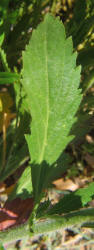 Field Pepperweed, Lepidium campestre (3)