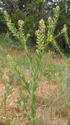 Field Pepperweed, Lepidium campestre (4)