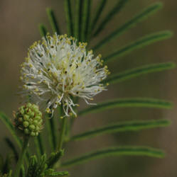 Illinois Bundle-flower, Desmanthus illinoensis (11)