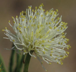Illinois Bundle-flower, Desmanthus illinoensis (13)