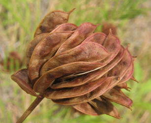 Illinois Bundle-flower, Desmanthus illinoensis (4)