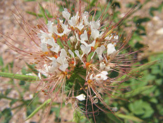 Large-Flowered Clammyweed, Polanisia dodecandra ssp trachysperma (7)
