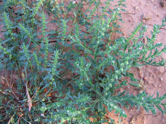 Margined Stickseed, Lappula marginata (6)
