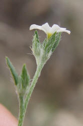 Pasture Heliotrope, Heliotropium tenellum (1)