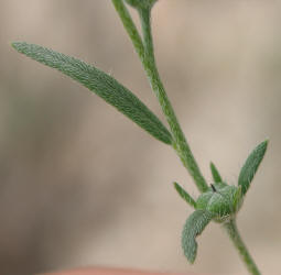 Pasture Heliotrope, Heliotropium tenellum (3)