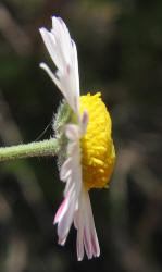 Plains Fleabane, Erigeron modestus (4)