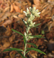 Rabbit-tobacco Pseudognaphalium obtusifolium, VZ (1)