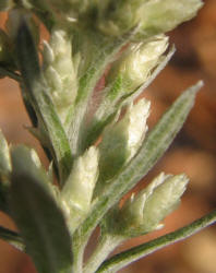 Rabbit-tobacco Pseudognaphalium obtusifolium, VZ (2)