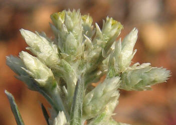 Rabbit-tobacco Pseudognaphalium obtusifolium, VZ (3)