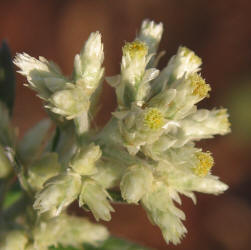 Rabbit-tobacco Pseudognaphalium obtusifolium, VZ (6)