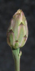 Rock Lettuce, Pinaropappus roseus (8)