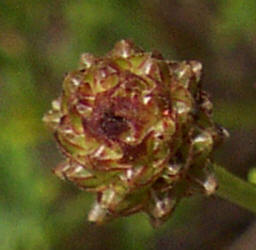 Roundhead Prairie Clover, Dalea multiflora (1)
