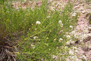 Roundhead Prairie Clover, Dalea multiflora (3)