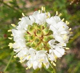 Roundhead Prairie Clover, Dalea multiflora