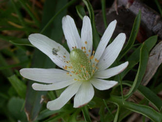 Ten-petal Anemone, Anemone heterophylla, white