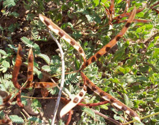 Velvet Bundleflower, Desmanthus velutinus (3)