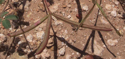 Velvet Bundleflower, Desmanthus velutinus (5)