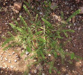 Virginia Pepperweed, Lepidium virginicum (1)