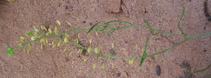 Virginia Pepperweed, Lepidium virginicum (2)