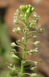 Virginia Pepperweed, Lepidium virginicum (3)