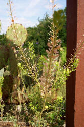 Virginia Pepperweed, Lepidium virginicum