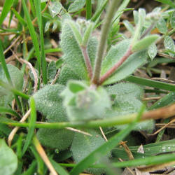 Whitlow-grass, Draba cuneifolia (3)