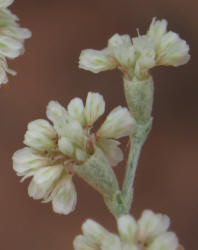 Wild Buckwheat, Eriogonum annuum (1)