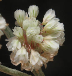 Wild Buckwheat, Eriogonum annuum (2)