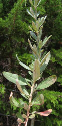 Wild Buckwheat, Eriogonum annuum (4)