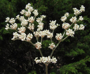 Wild Buckwheat, Eriogonum annuum