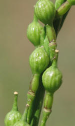 Annual Bastard Cabbage, Rapistrum rugosum (10)