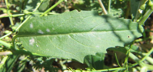 Annual Bastard Cabbage, Rapistrum rugosum (11)