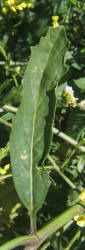 Annual Bastard Cabbage, Rapistrum rugosum (4)