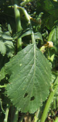 Annual Bastard Cabbage, Rapistrum rugosum (5)