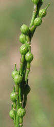 Annual Bastard Cabbage, Rapistrum rugosum (9)