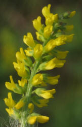 Annual Yellow Sweet Clover, Melilotus indicus (1)