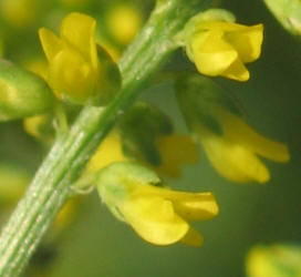 Annual Yellow Sweet Clover, Melilotus indicus (2)