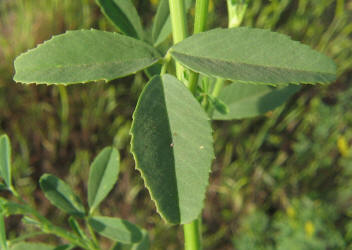 Annual Yellow Sweet Clover, Melilotus indicus (3)