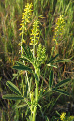 Annual Yellow Sweet Clover, Melilotus indicus