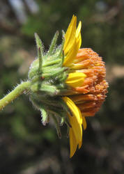 Awnless Bush Sunflower, Simsia calva (11)