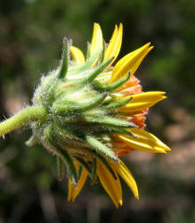 Awnless Bush Sunflower, Simsia calva (12)
